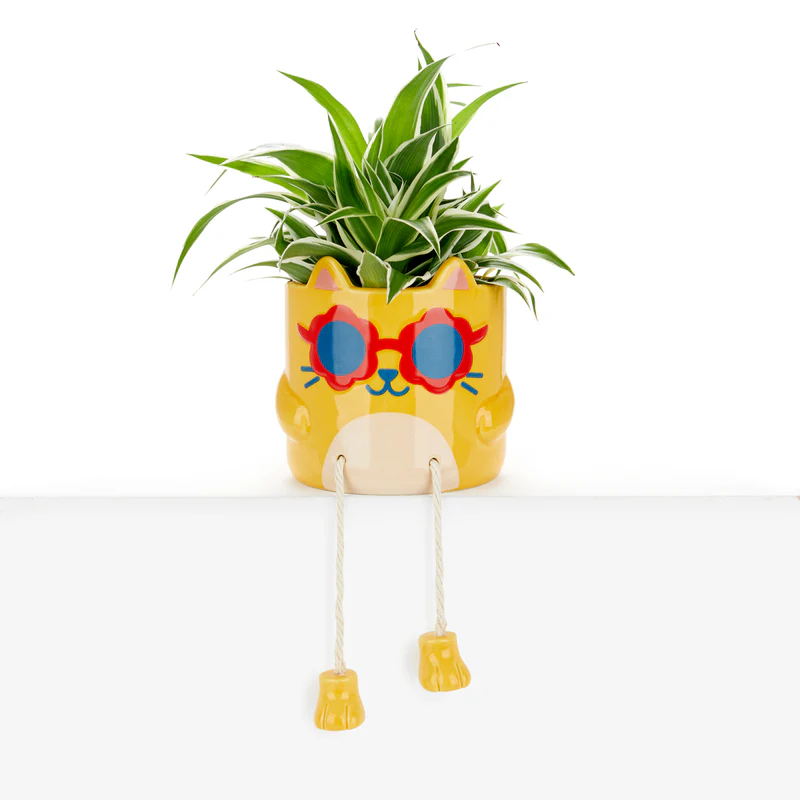 Maceta cool cat